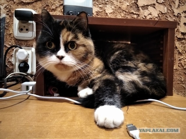 Коты их видят...