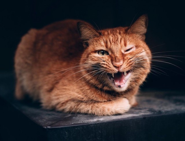 Уличные котаны