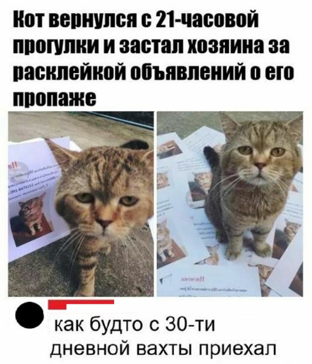 Картинки с надписями и котами
