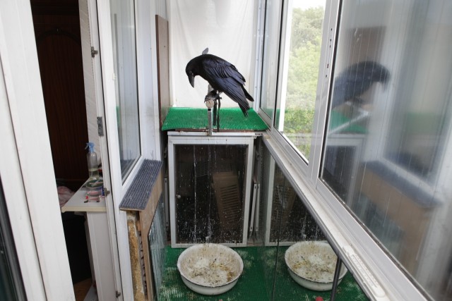 Ворон: Купание