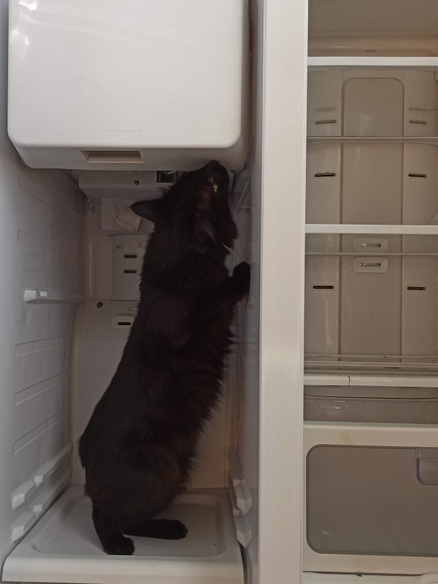 Даешь котовторник!