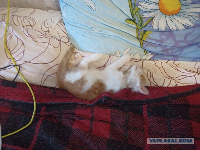 А котовторник уже начался?