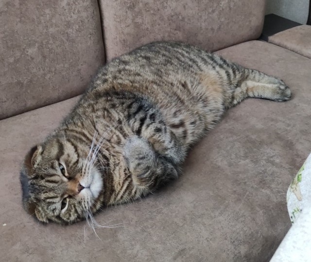 Котовторник 14.09.2021