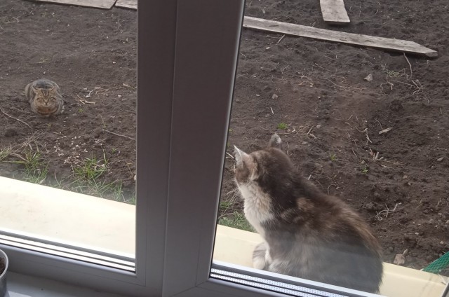Котовторник 05.10.21 г