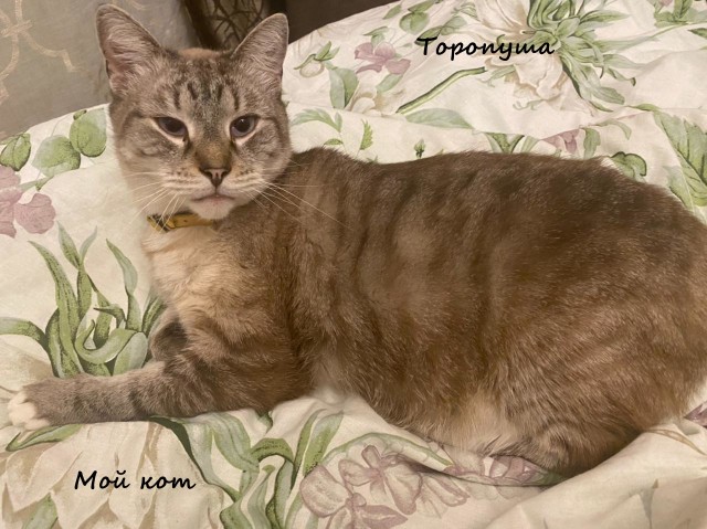 Жизнь домашнего приюта "Котоленд" 314