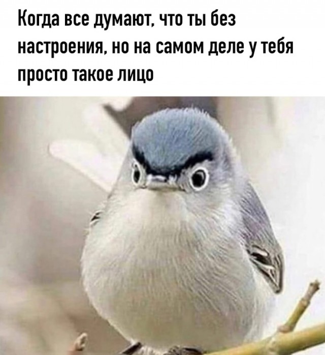 Человек собаке друг и другие картинки и мемы  под настроение