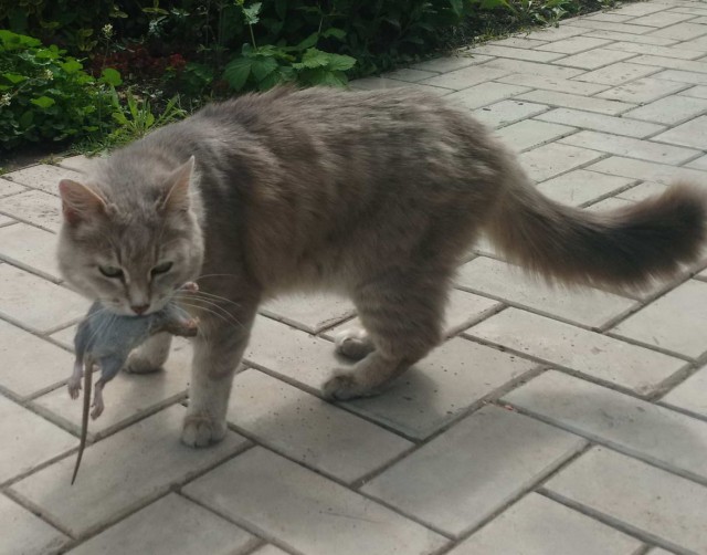 Котовторниковское