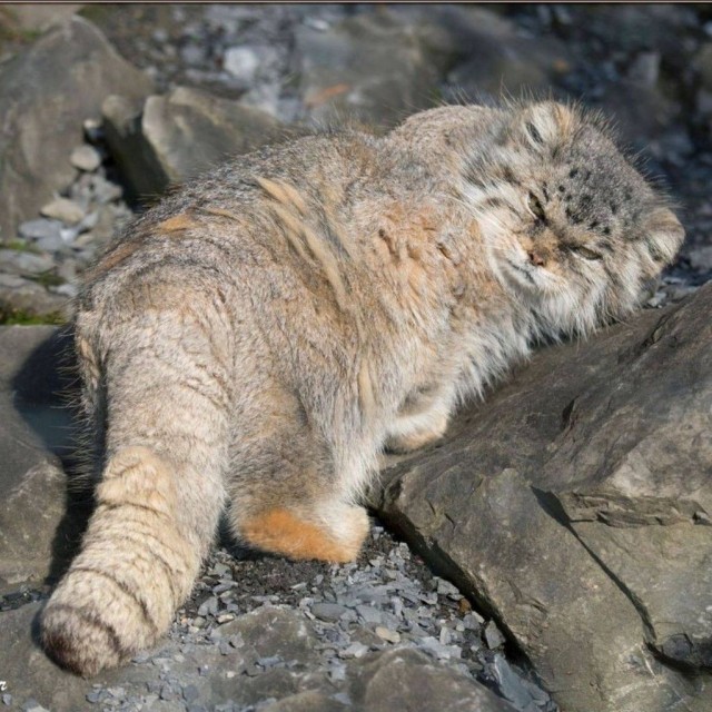 Котовторник вроде.