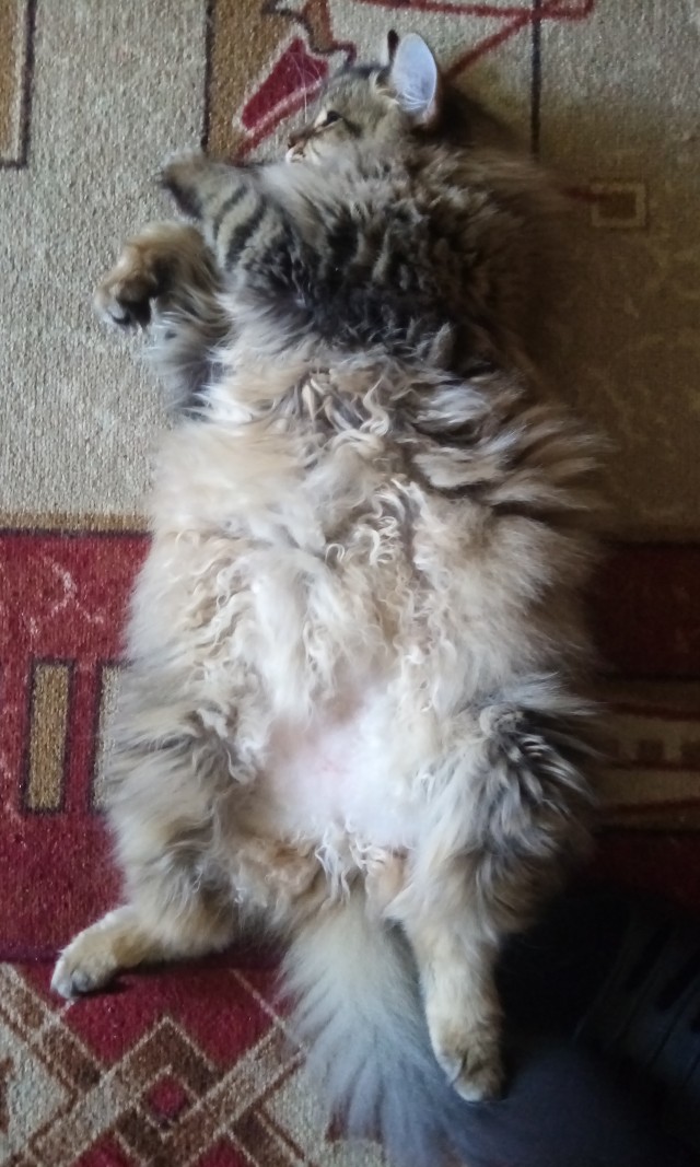 Ура! Котовторник.