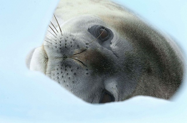 Северный ледовитый океан