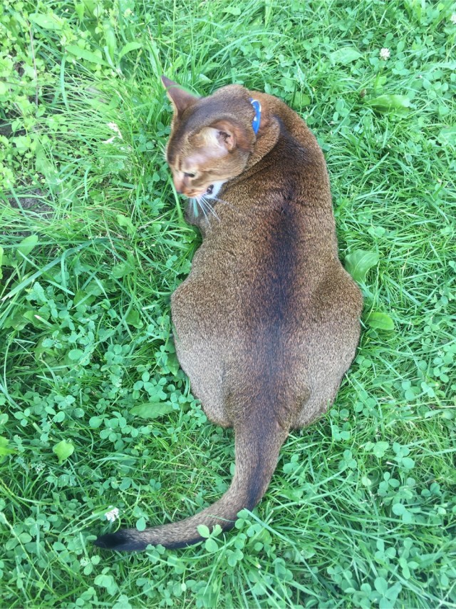 Котовторнику посвящается!
