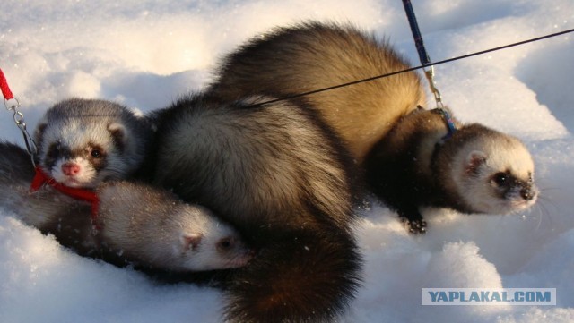 Новорожденные хорята (видео)