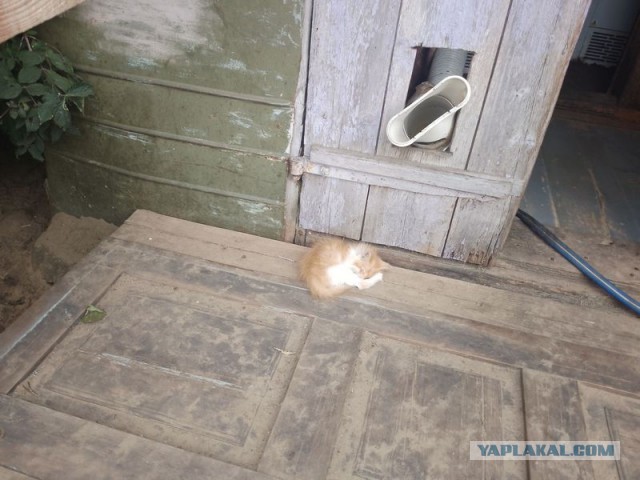 Жизнь домашнего приюта для котеек 459