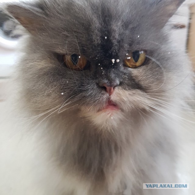 Снимки очень злых котов, которые всё равно остаются милашками