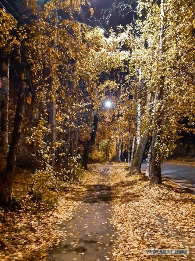 Осень золотая