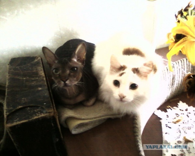 Котовторник 23.04.2013