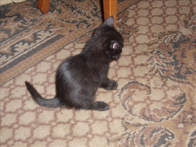 Котовторник  07.05.2013