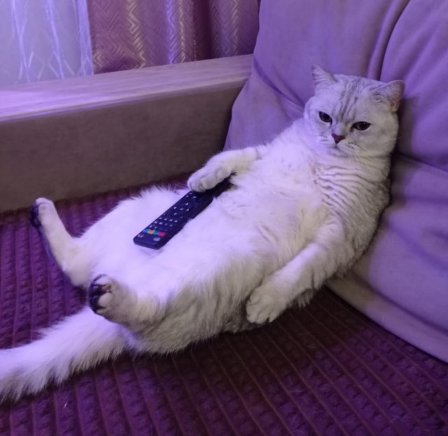 Толстые коты