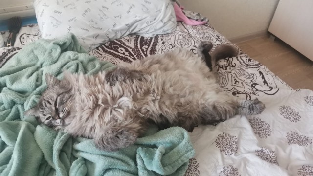 А в следующей жизни я хотел бы быть котом