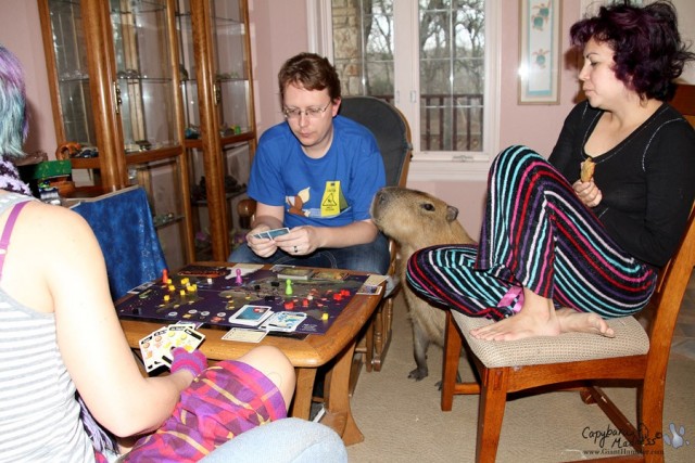 Знакомьтесь - капибары