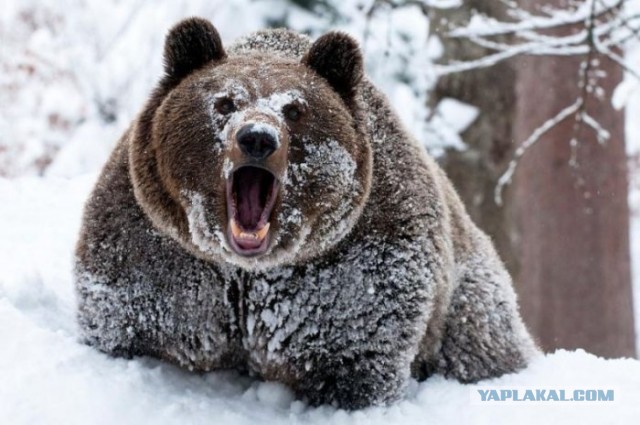 Не фальшивь!