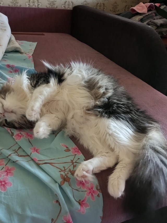 С Котовторником!
