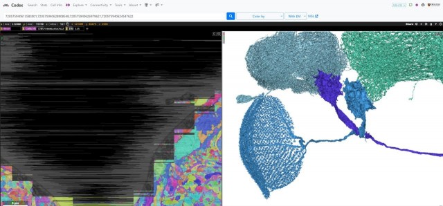 На Земле появилась первая бессмертная муха.