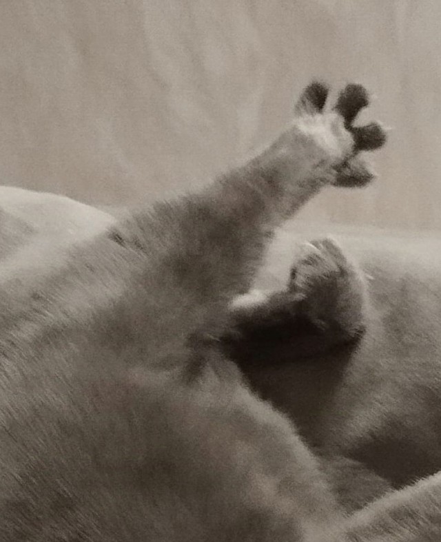 Котовторник в картинках