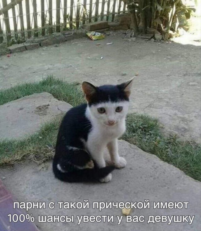 "Шутка природы: удивительные кошачьи окрасы". Несколько кошек с окрасом шкурки, в реальность которого сложно поверить