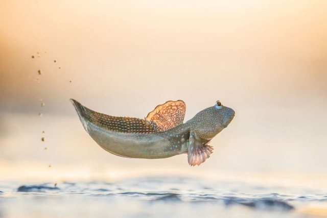 Объявлены победители конкурса World Nature Photography Awards 2025