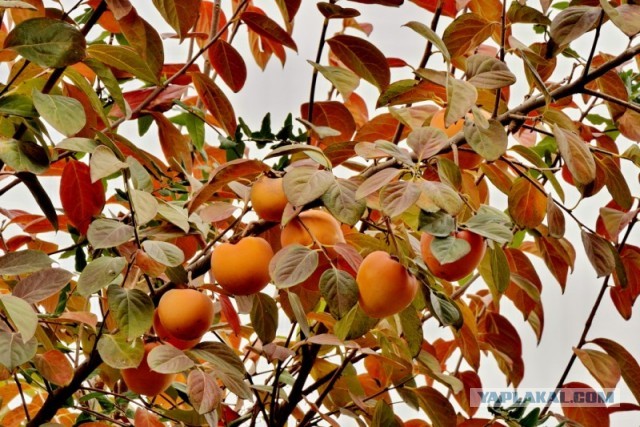 Всё о Туркменистане