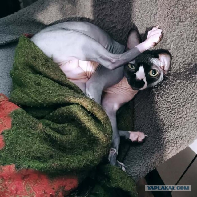 Моя жена не умеет фоткать кота