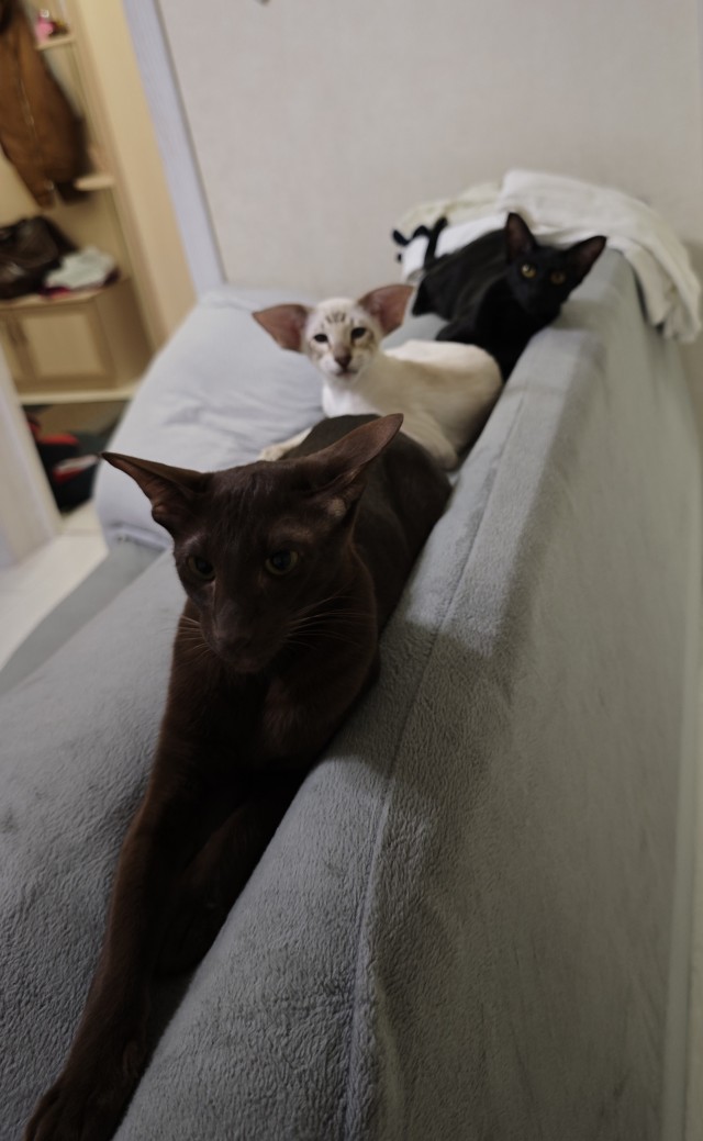 Кошачье