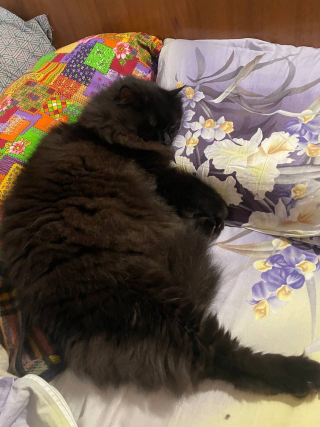 Чёрный котовторник
