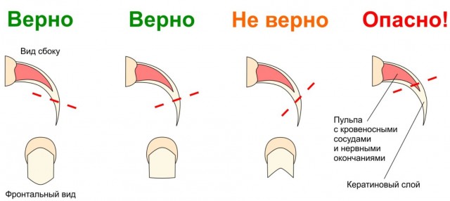 Нужна помощь кошкаводов ЯПа.