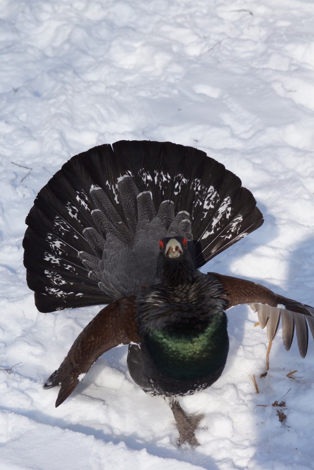 Ток глухаря вам в ленту)