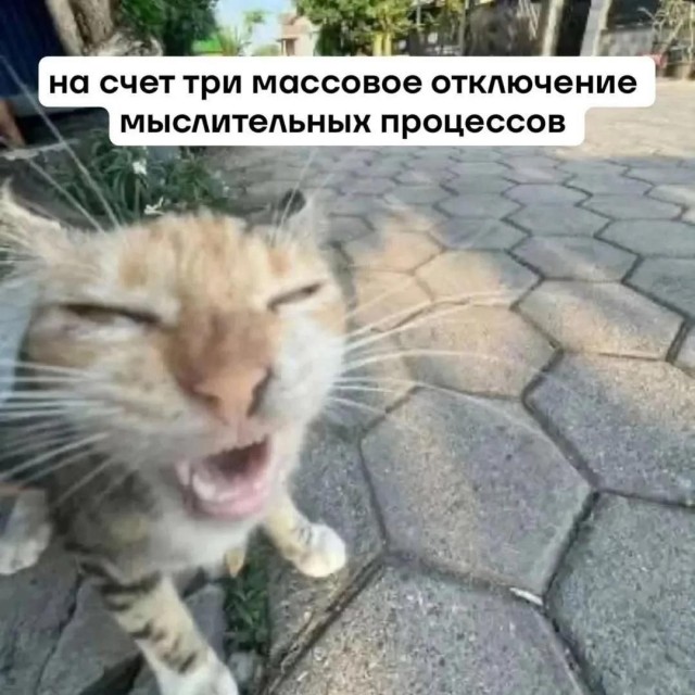 мемчики