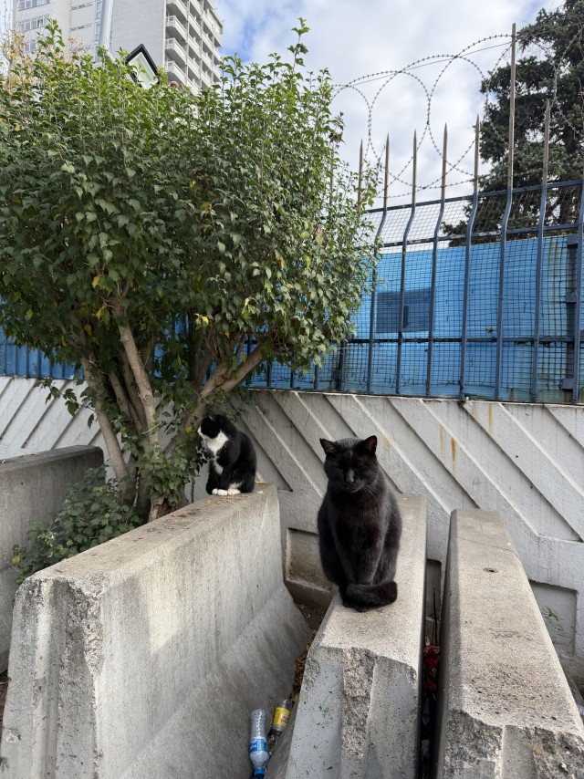 Уличные кошки Стамбула — 2