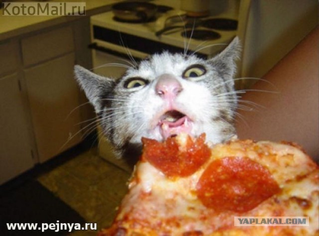 Котлеты из щуки