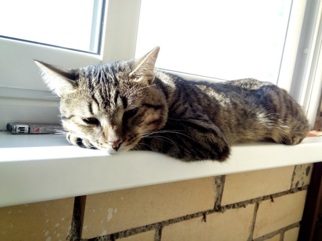 Котейка, который не знает как лежат котейки