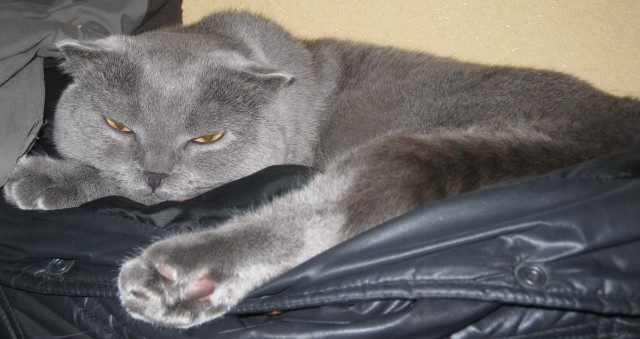 Котовторник 12.11.2013