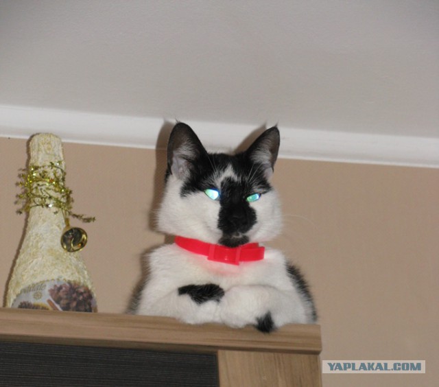 Коты ученых