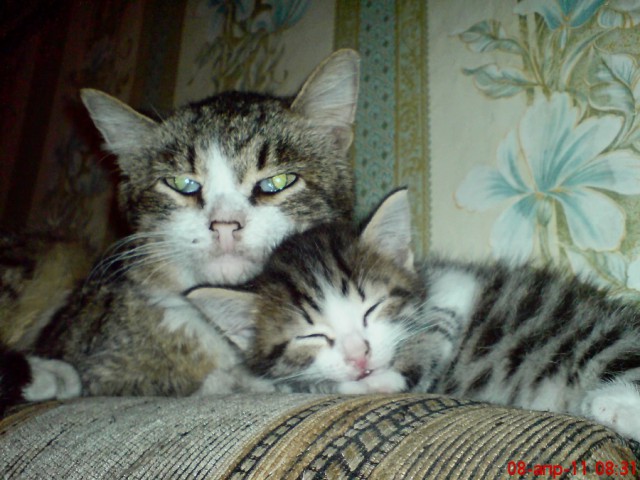 Котовторник 24.06.2014