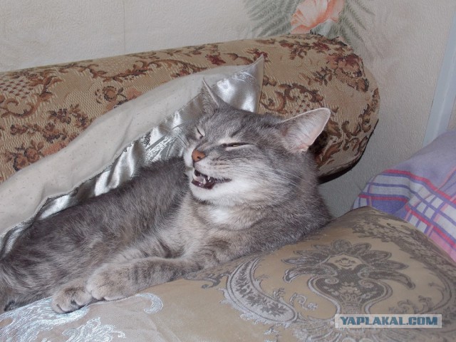 Котовторник  08.07.2014