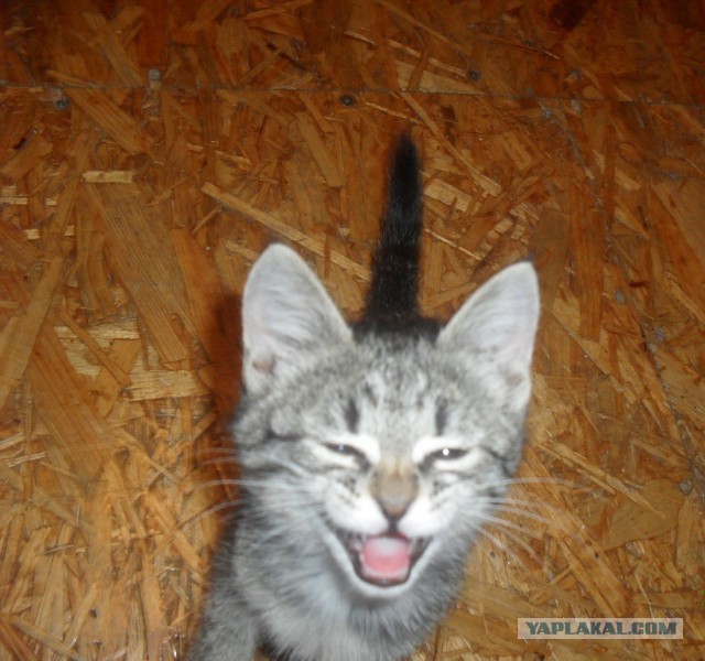 А у тебя есть фото твоей зевающей котейки ?