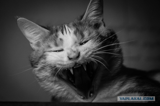 А у тебя есть фото твоей зевающей котейки ?