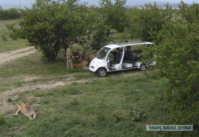 Соскучилась киса