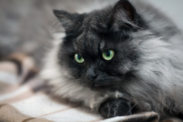 Котовторник 7.10.2014