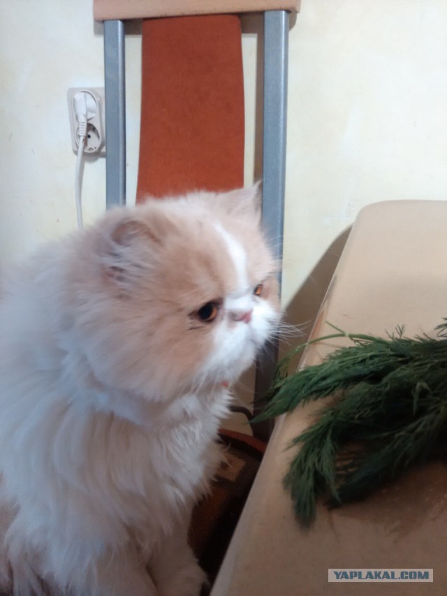 Котовторник 21.10.2014