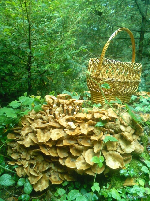 Костромские грибные места.
